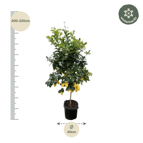 Citrus Lemon - 200cm - ø40  BotanicBridge