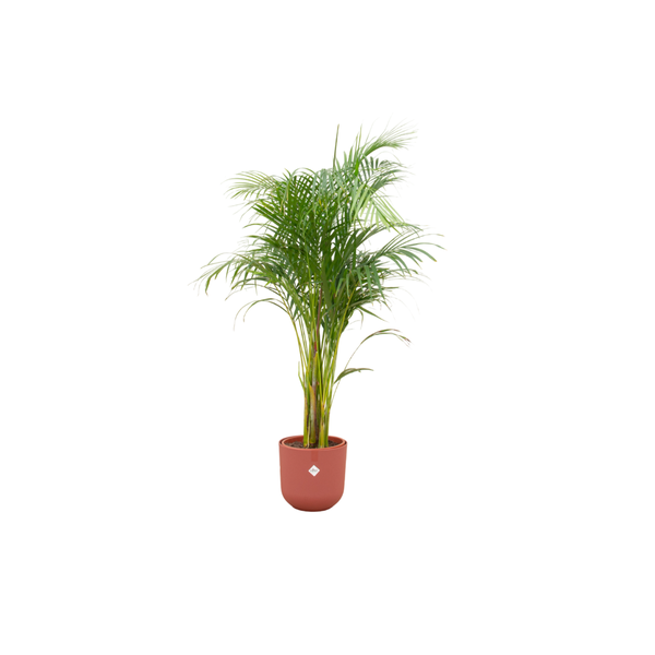 Combi deal - Areca palm inclusief elho Jazz Round rood Ø26 - 140 cm  BotanicBridge