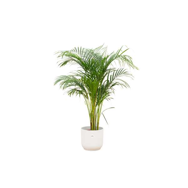 Combi deal - Areca palm inclusief elho Vibes Fold Round wit Ø30 - 140 cm  BotanicBridge