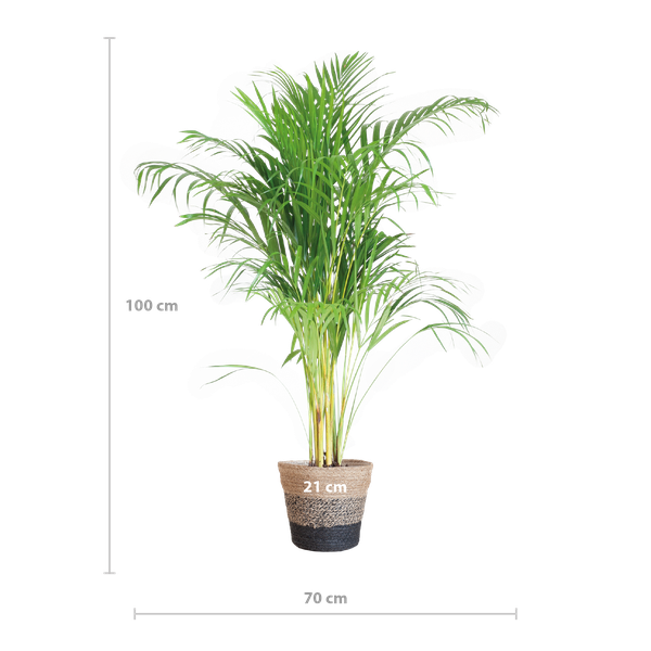 Areca Palm (Dypsis) met Lissabon mand zwart - 100cm - Ø21  BotanicBridge