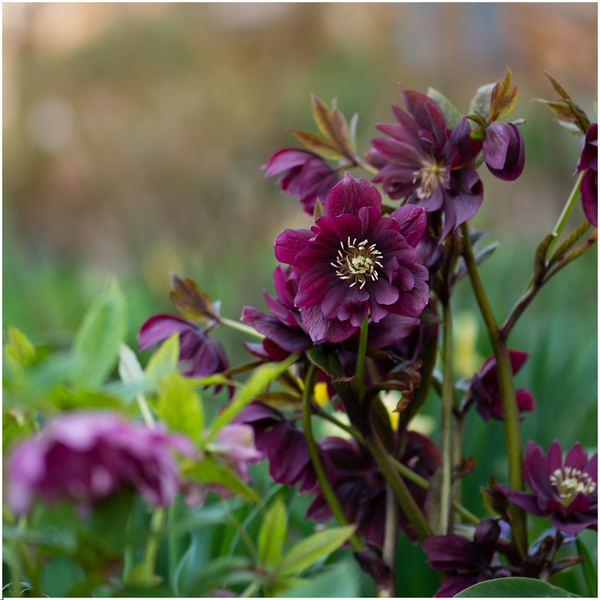 Helleborus Specials - 3 x Ø 14 cm - ↨ 25 cm  BotanicBridge