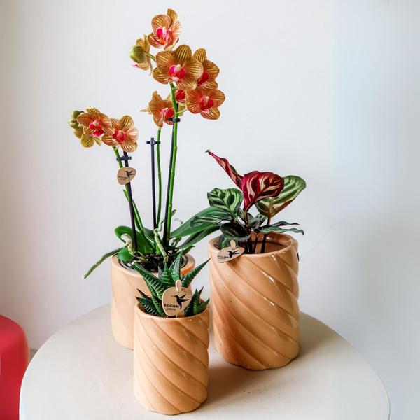 Kolibri Home | Candy sierpot | Hoog - Peach - Ø6cm  BotanicBridge