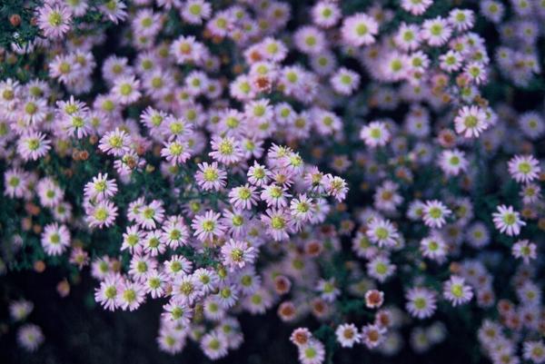 Aster ageratoides 'Stardust' - ↕10-25cm - Ø9cm - 6x  BotanicBridge