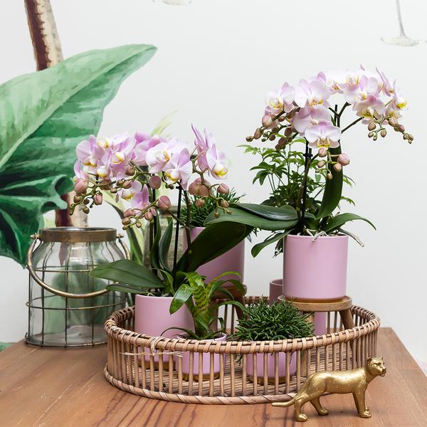 Kolibri Home | Gold foot pink bloempot - Roze keramieken sierpot met gouden rand - Ø9cm  BotanicBridge