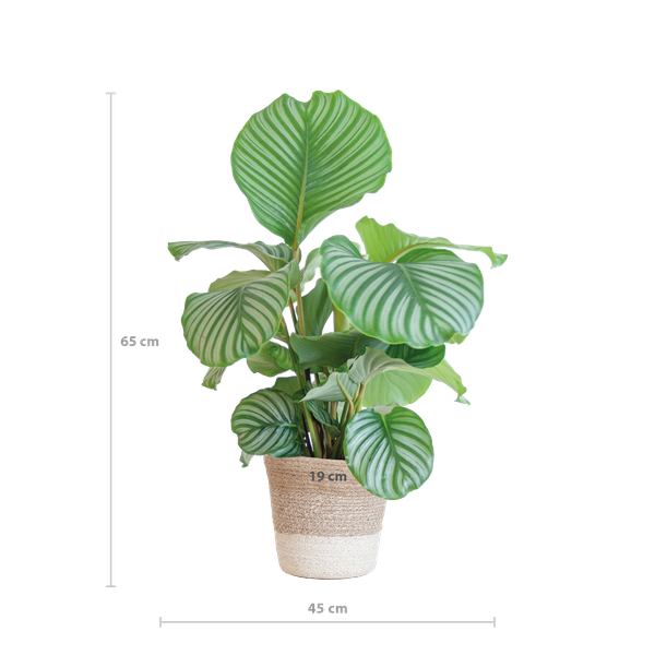 Calathea Orbifolia met Lissabon mand wit - 65cm - Ø19  BotanicBridge