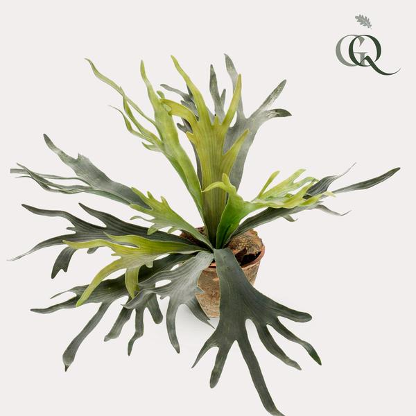 Kunstplant - Staghorn Fern - Hertshoorn - 50 cm  BotanicBridge