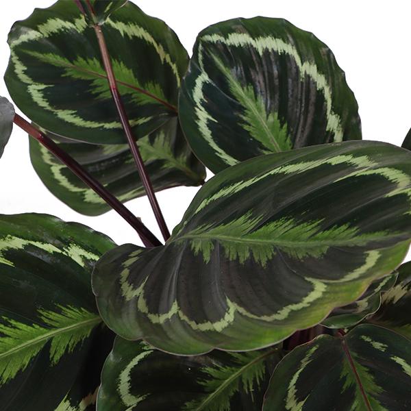 Calathea Medaillon Ø21cm - ↕70cm in Boule WIT pot  BotanicBridge