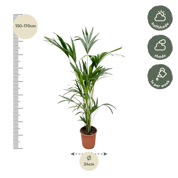 Kentia palm - 160cm - Ø24  BotanicBridge