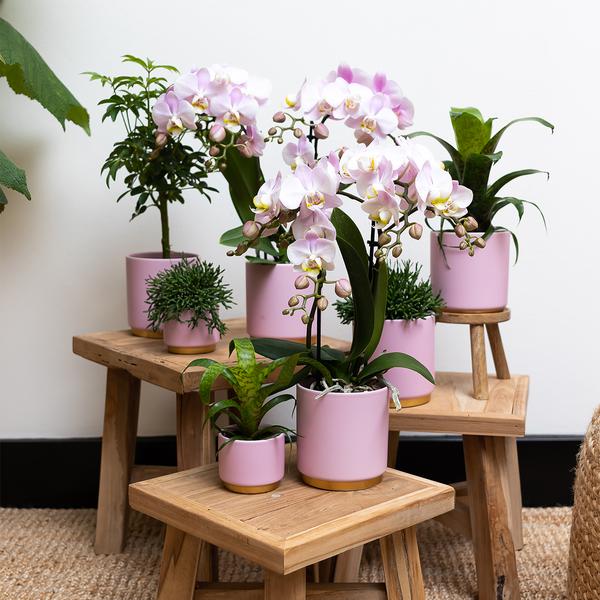 Kolibri Home | Gold foot pink bloempot - Roze keramieken sierpot met gouden rand - Ø12cm  BotanicBridge