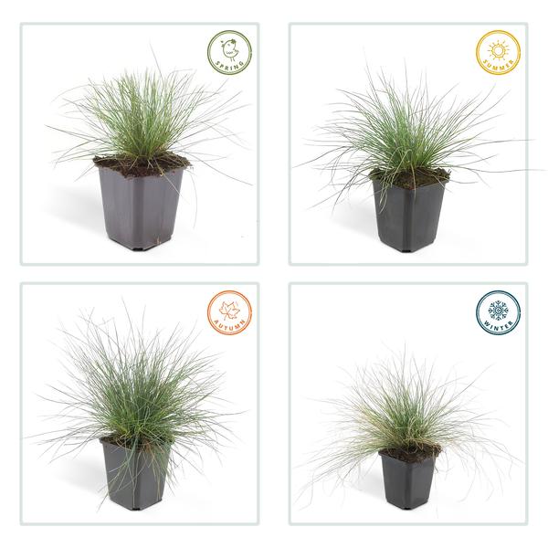 Festuca glauca 'Elijah Bleu' - ↕10-25cm - Ø9cm  - 20x  BotanicBridge