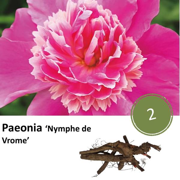 Paeonia 'Nymph de Vrome' - 2x  BotanicBridge