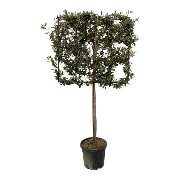 Quercus ilex boom op rek - 225 cm - Ø40cm  BotanicBridge