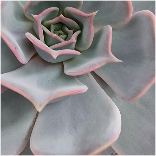 ROOTLESS Succulent Echeveria Lilacina in schaal 'Pink' Ø20 cm - ↕5 cm  BotanicBridge