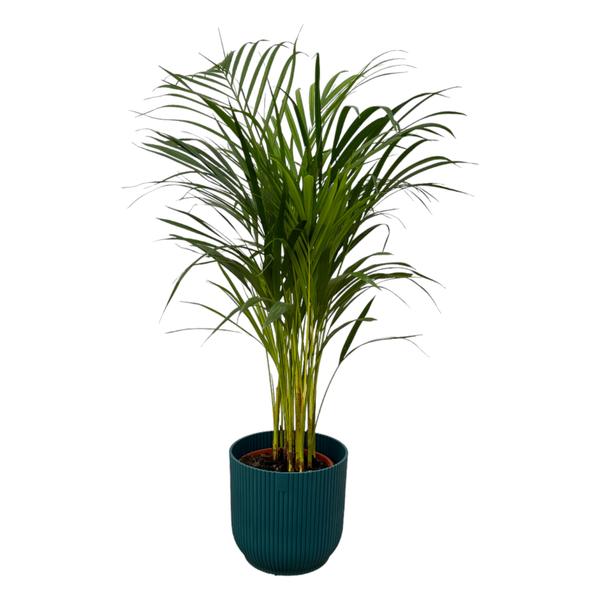 Areca palm - ↨85cm - Ø19cm inclusief elho Vibes Fold Round blauw D22xH20  BotanicBridge