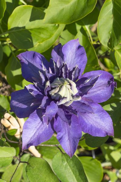 Clematis Multi Blue - Clematis Blauw - Ø15cm - ↕65cm  BotanicBridge