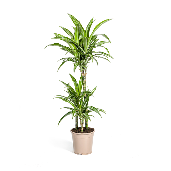 Dracaena Deremensis White Stripe Ø21cm - ↕100cm  BotanicBridge