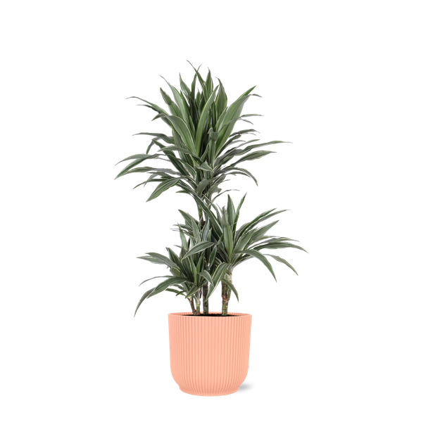 Dracaena Warneckii Ø21cm - ↕65cm in Vibes ROZE pot  BotanicBridge