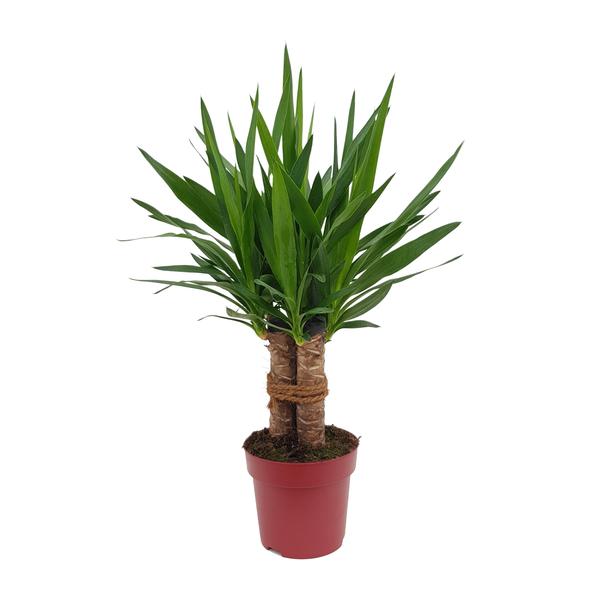 Yucca "Tres Cañas" 30 Stam P19 - Ø19cm - ↕70cm  BotanicBridge