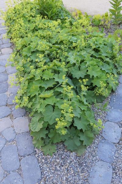 Alchemilla mollis - ↕10-25cm - Ø9cm - 20x  BotanicBridge