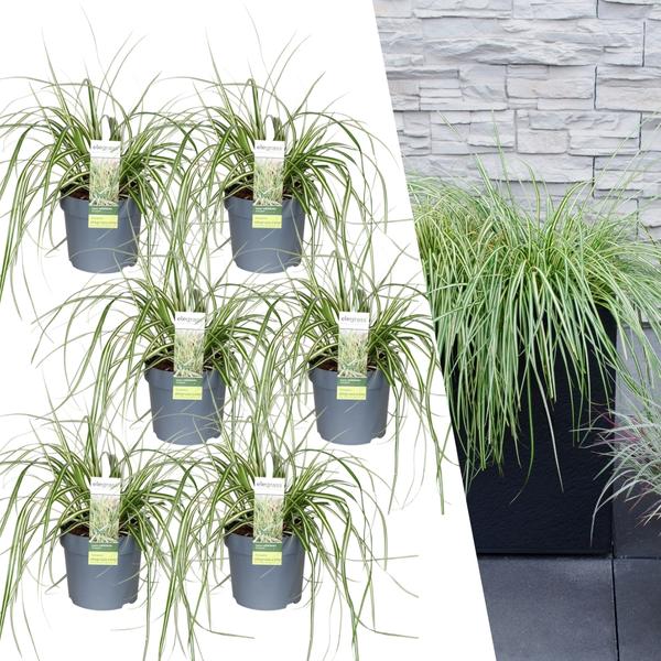 6 x Carex hachijoensis 'Evergold' - Ø 14 cm - ↨ 25 cm  BotanicBridge