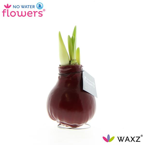 No Water Flowers Waxz® Bordeaux - ↕15cm  BotanicBridge