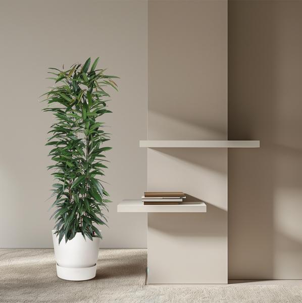 Ficus Alii King zuil - 150 cm - ø29  BotanicBridge