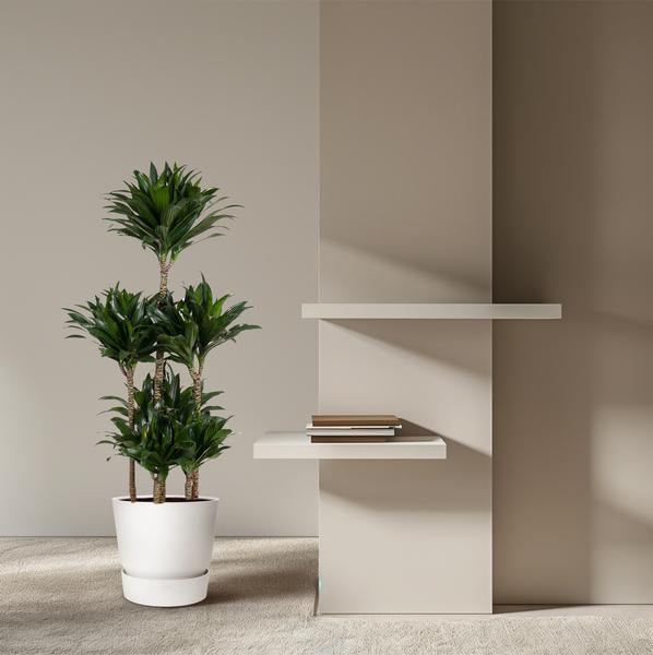 Dracaena Compacta Carrousel - 130 cm - ø31  BotanicBridge