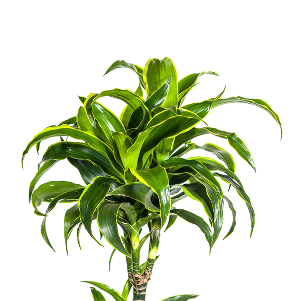 Dracaena Deremensis Dorado Ø27cm - ↕180cm  BotanicBridge