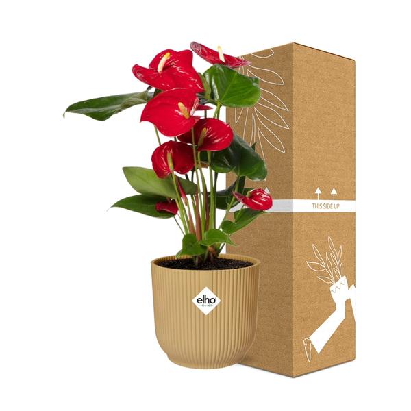 Anthurium Red 12cm in ELHO Vibes Fold 14cm geel  BotanicBridge