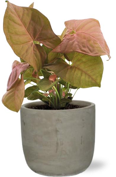 Syngonium Neon - Ø12cm - ↕25cm + Stone Rond D13,5x13cm - Grijs  BotanicBridge