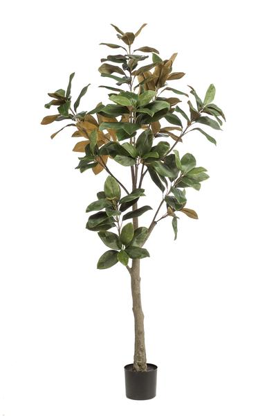 Kunstplant - Magnolia Grandiflora - 180 cm  BotanicBridge