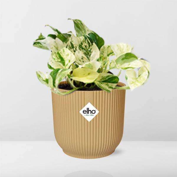 Epipremnum Pinnatum Happy Leaf in ELHO Vibes Fold 14cm geel  BotanicBridge