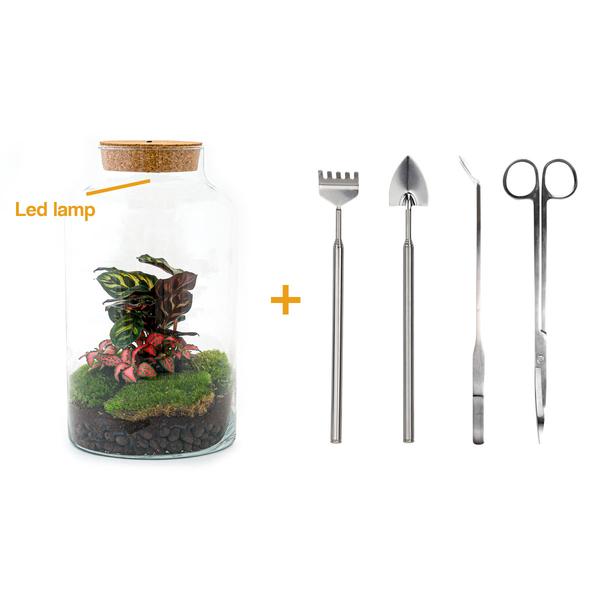 DIY terrarium - Milky Calathea with Light - ↕ 31 cm - Rake + Shovel + Tweezer + Scissors  BotanicBridge