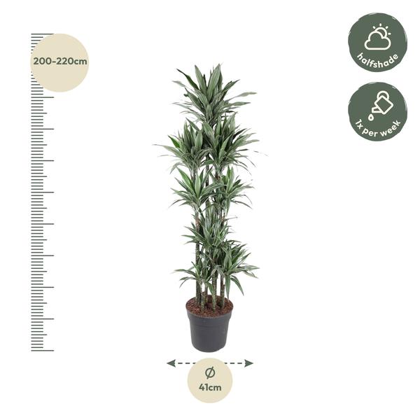 Dracaena Warneckei Carrousel - 210 cm - ø41  BotanicBridge