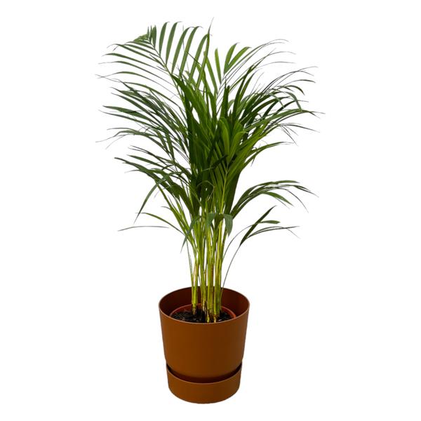 Areca palm - ↨85cm - Ø19cm inclusief elho Greenville Round bruin D24xH23  BotanicBridge