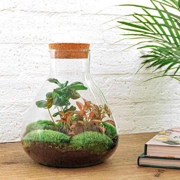 DIY terrarium - Sammie Coffea - ↕ 27 cm - Normal  BotanicBridge