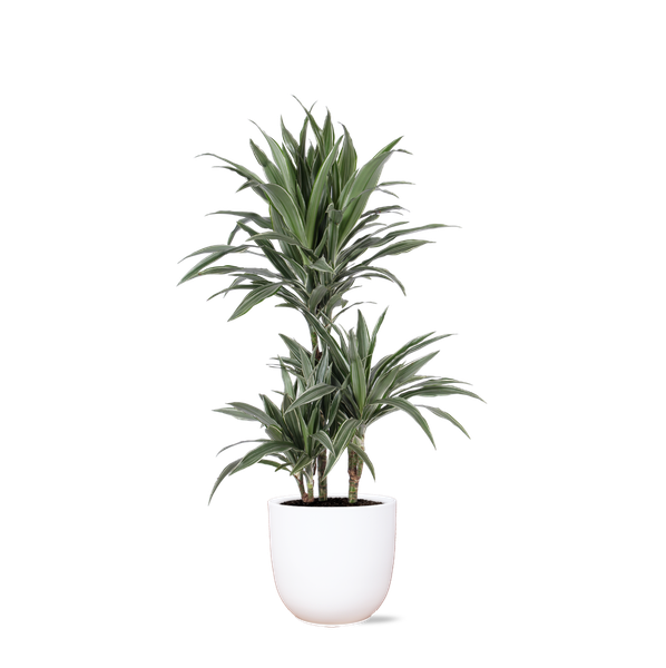 Dracaena Warneckii Ø21cm - ↕65cm in Boule WIT pot  BotanicBridge