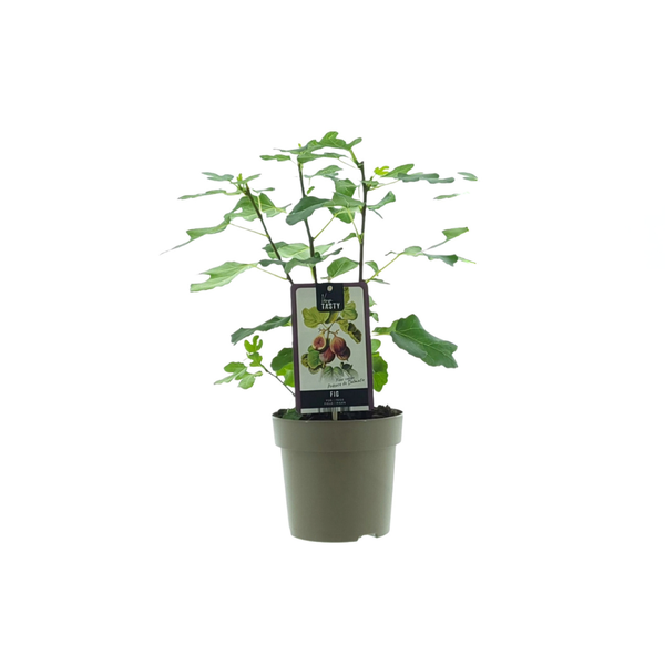 Ficus Precose De Dalmatie (15020) - Ø15cm - ↕40cm  BotanicBridge