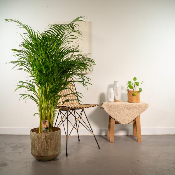 Areca palm met pot - ↨130cm - Ø24cm  BotanicBridge