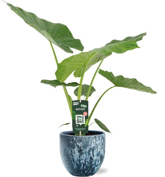 Alocasia Macrorrhiza - Ø19cm - ↕70cm + Sem Pot D20x18cm - Blauw  BotanicBridge