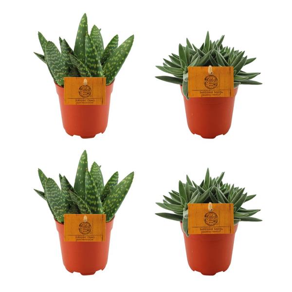 2x Aloe Paradisicum + 2x Crassula Tenelli - 4 stuks - Ø10.5cm - ↕10cm  BotanicBridge