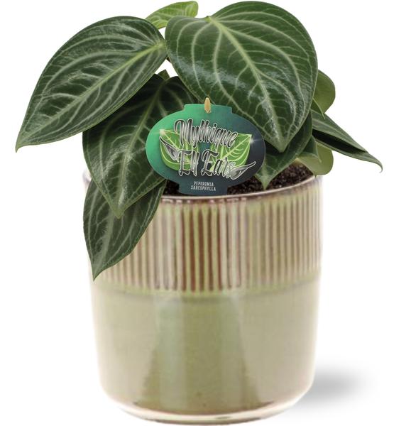 Peperomia Sarcophylla - Ø15cm - ↕25cm + Terni Pot D16,5x15cm - Groen  BotanicBridge