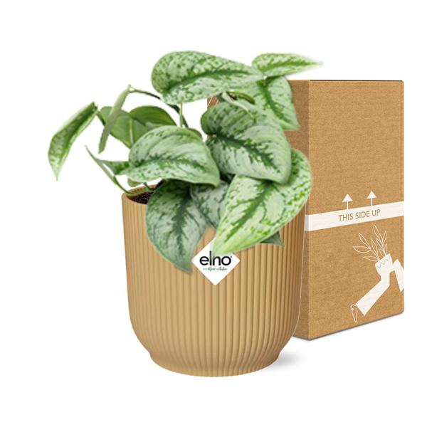 Scindapsus Pictus ‘Trebie’ in ELHO Vibes Fold 14cm geel  BotanicBridge