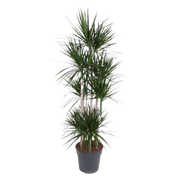 Dracaena Marginata Carrousel - 190 cm - ø34  BotanicBridge