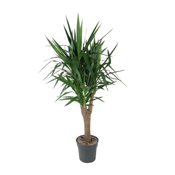 Yucca Elephantipe vertakt - 150 cm - ø31  BotanicBridge