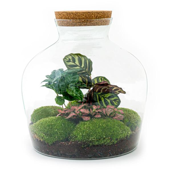 DIY terrarium - Fat Joe Coffea - ↕ 30 cm - Rake + Shovel  BotanicBridge