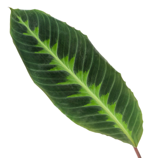 Calathea Warscewiczii - 80 cm - Ø19cm  BotanicBridge