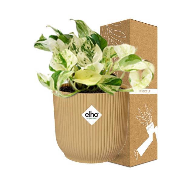 Epipremnum Pinnatum Happy Leaf in ELHO Vibes Fold 14cm geel  BotanicBridge