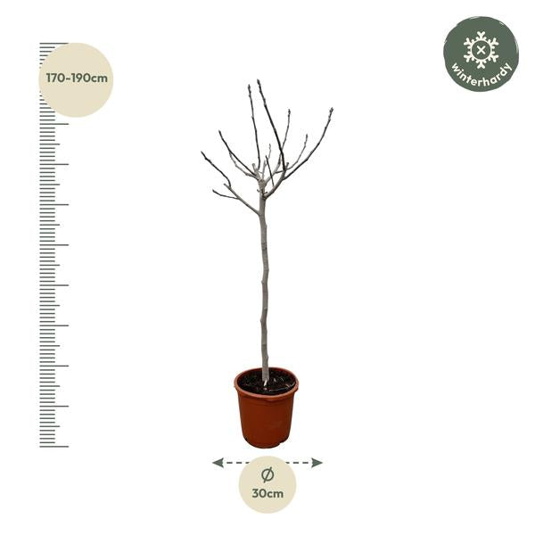 Ficus Carica op stam - 180 cm - ø30  BotanicBridge