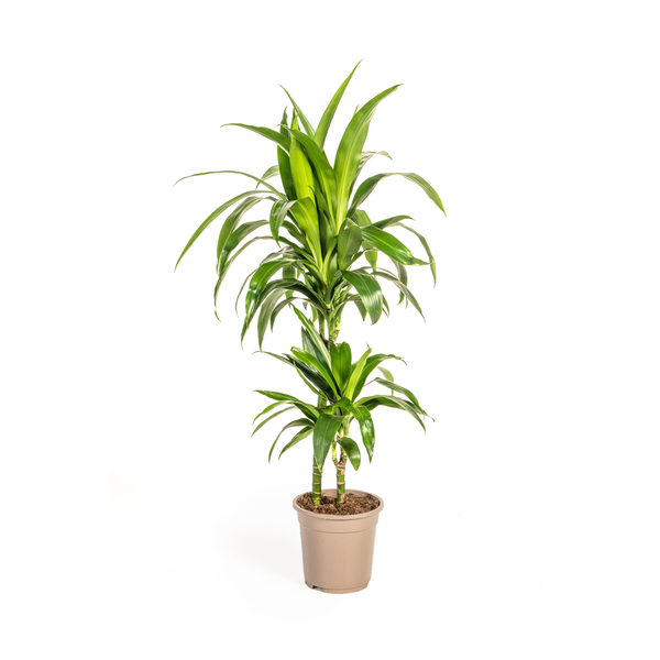 Dracaena Deremensis Lisa Ø19cm - ↕80cm  BotanicBridge